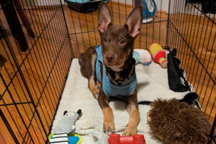 Un Kelpie Shepherd allongé dans une cage et portant un habit pour chien 