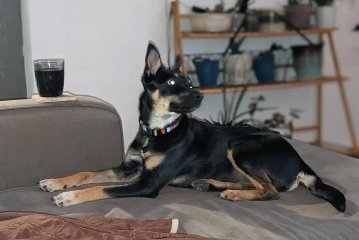 Un Kelpie Shepherd allongé sur un canapé et portant un collier autour du cou