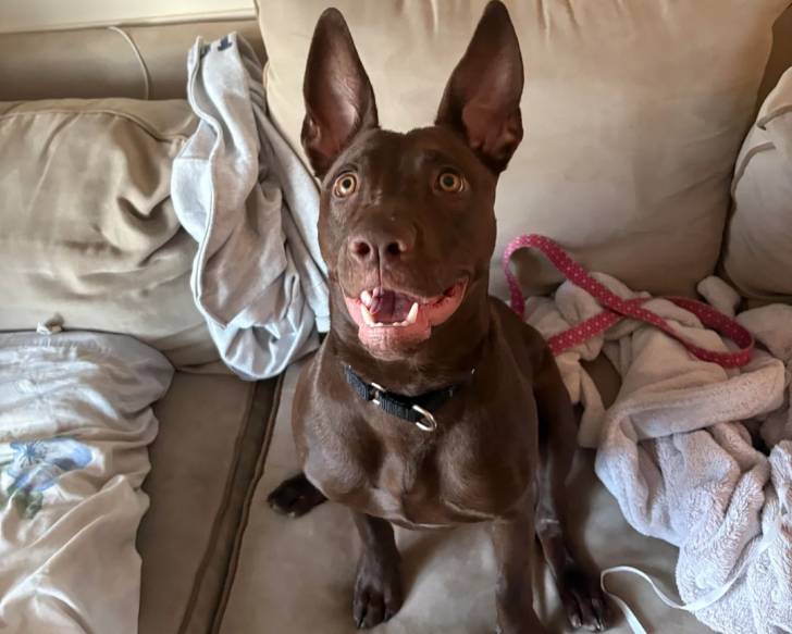 Un Kelpie Shepherd assis sur un canapé et portant un collier autour du cou
