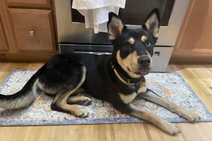 Un Kelpie Shepherd allongé sur un tapis et portant un collier autour du cou