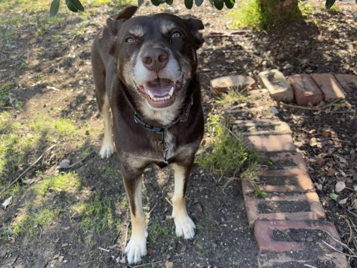 Un Kelpie Shepherd ayant la gueule ouverte et portant un collier autour du cou