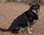 Un Kelpie Shepherd assis sur des gravillons