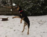 Un Kelpie Shepherd bondissant pour attraper une boule de neige et portant un collier autour du cou