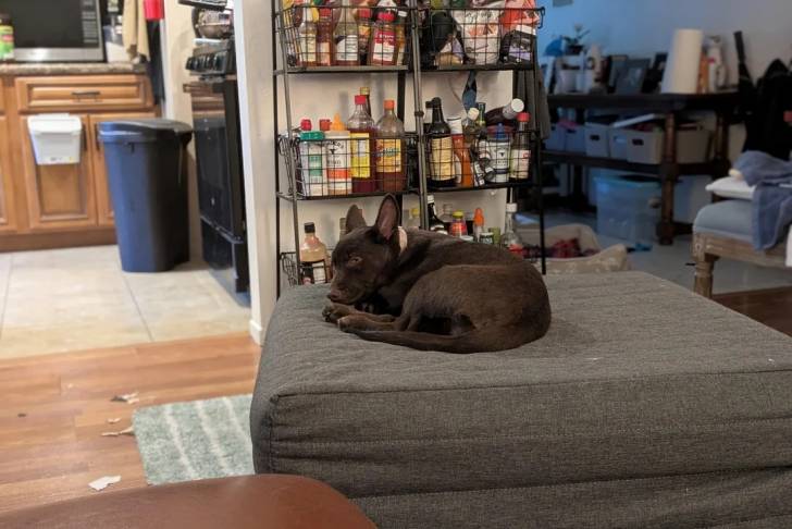 Un Kelpie Shepherd allongé et portant un collier autour du cou