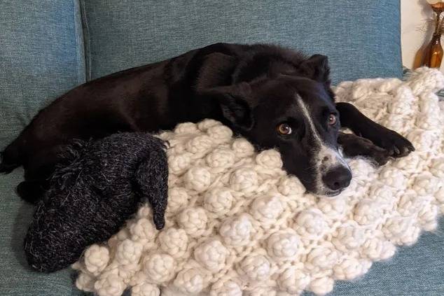 Un Kelpie Shepherd allongé sur un canapé et semblant détendu 