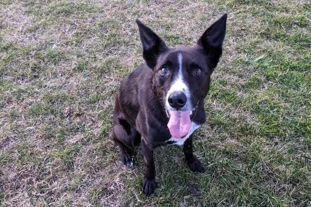 Un Kelpie Shepherd assis sur une surface herbacée et tirant la langue 