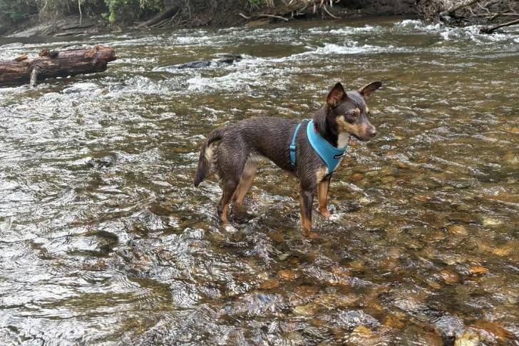Un Kelpie Shepherd dans l'eau et portant un harnais 