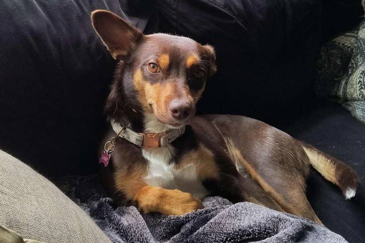 Un Kelpie Shepherd allongé sur un canapé et portant un collier autour du cou
