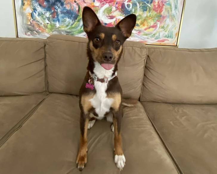 Un Kelpie Shepherd assis sur un canapé et portant un collier autour du cou