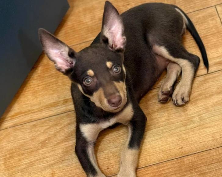 Un Kelpie Shepherd allongé sur un plancher 