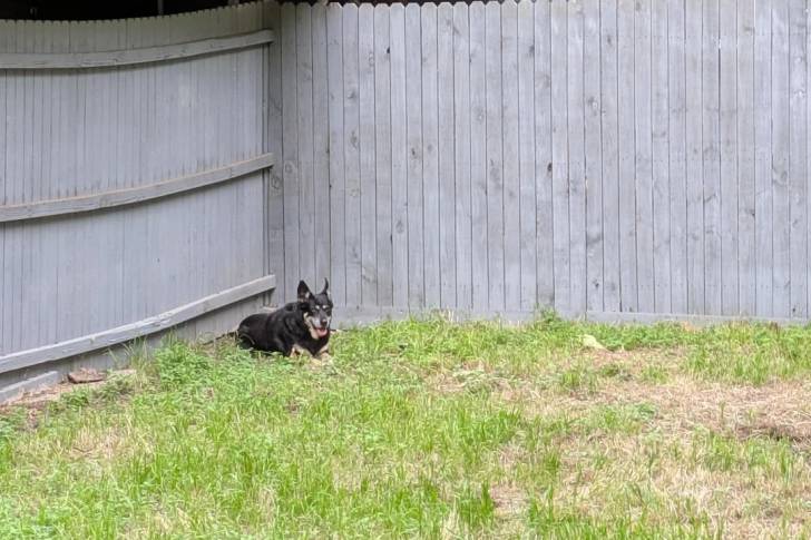 Un Kelpie Shepherd allongé sur un terrain herbeux 