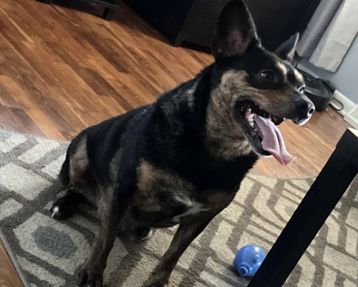 Un Kelpie Shepherd assis sur un tapis et tirant la langue 