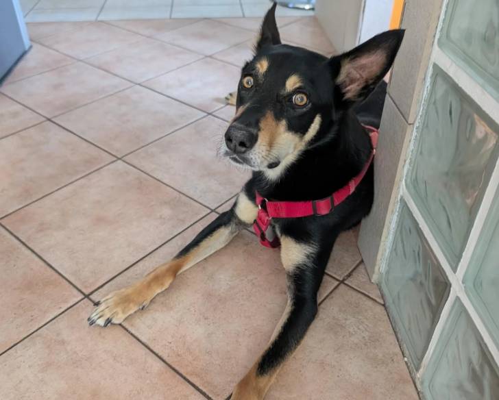 Un Kelpie Shepherd allongé sur un sol carrelé et portant un harnais 