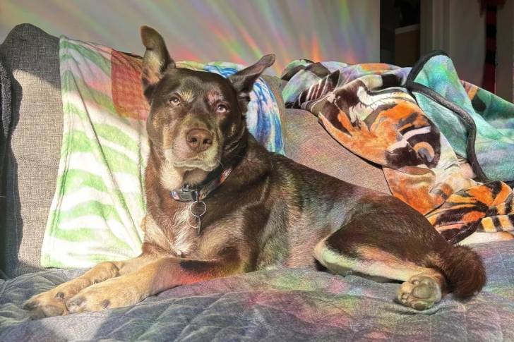 Un Kelpie Shepherd allongé sur un canapé et portant un collier autour du cou
