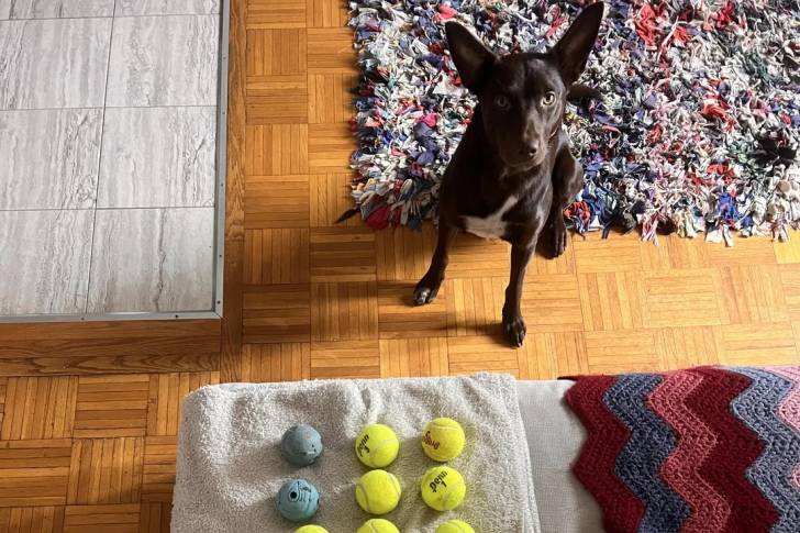 Un Kelpie Shepherd assis et semblant détendu