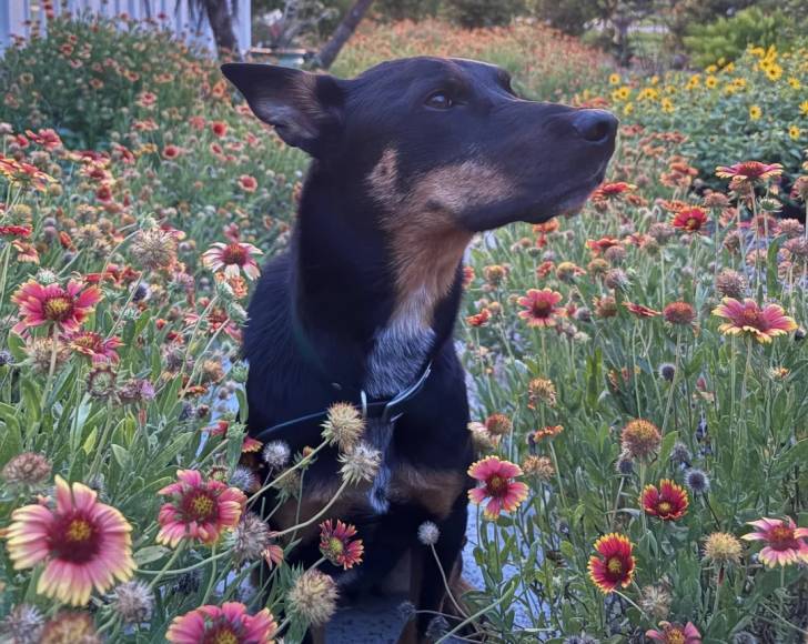 Un Kelpie Shepherd assis dans un jardin et portant un collier autour du cou