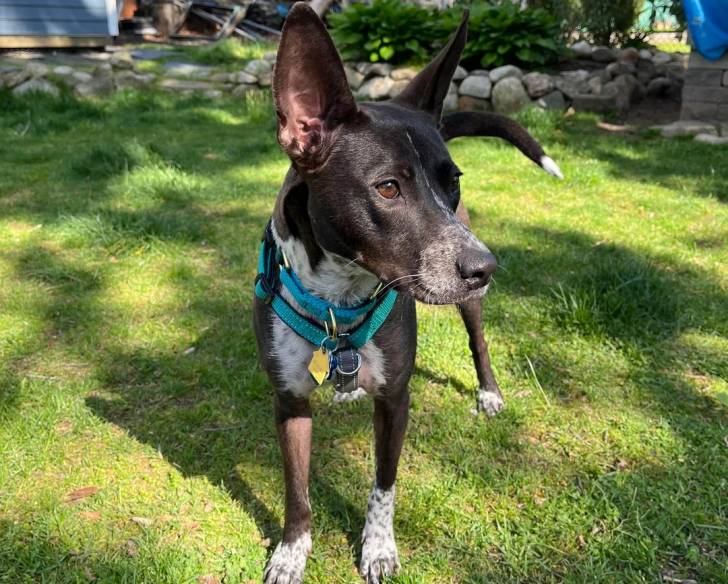 Un Kelpie Shepherd sur une gazonnée et portant un harnais