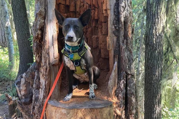 Un Kelpie Shepherd assis sur un tronc d'arbre et qui est tenu en laisse 