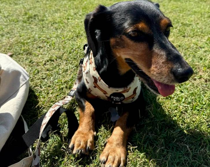 Un Kelpie Shepherd allongé sur une surface gazonnée et qui est tenu en laisse 