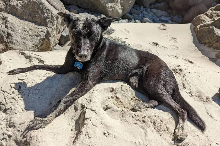 Un Kelpie Shepherd allongé sur une surface sableuse et portant un collier autour du cou