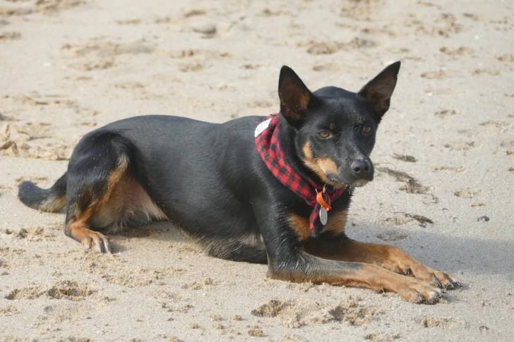 Un Kelpie Shepherd allongé sur une surface sableuse et portant un collier autour du cou