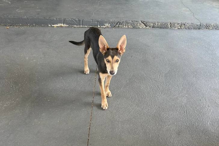Un Kelpie Shepherd sur une surface bétonnée et regardant vers la caméra