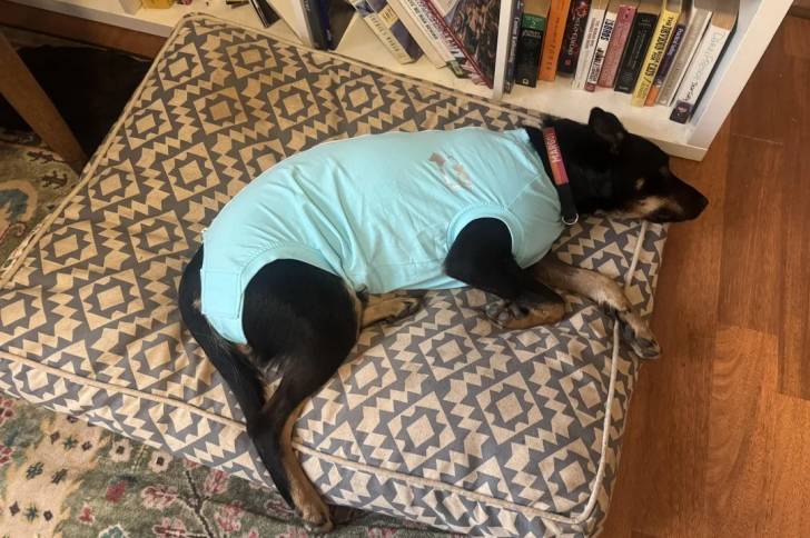 Un Kelpie Shepherd allongé sur un lit pour chien et portant un collier autour du cou