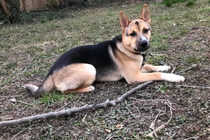 Un Shepsky sur un terrain herbeux et qui est tenu en laisse 