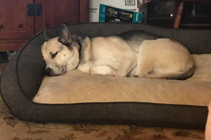 Un Shepsky allongé dans un panier et semblant détendu 