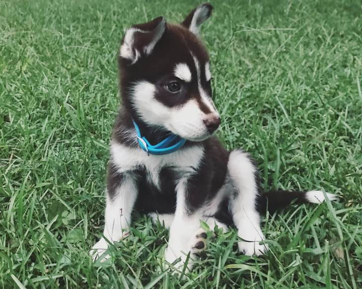 Un Shepsky sur une surface gazonnée et portant un collier autour du cou
