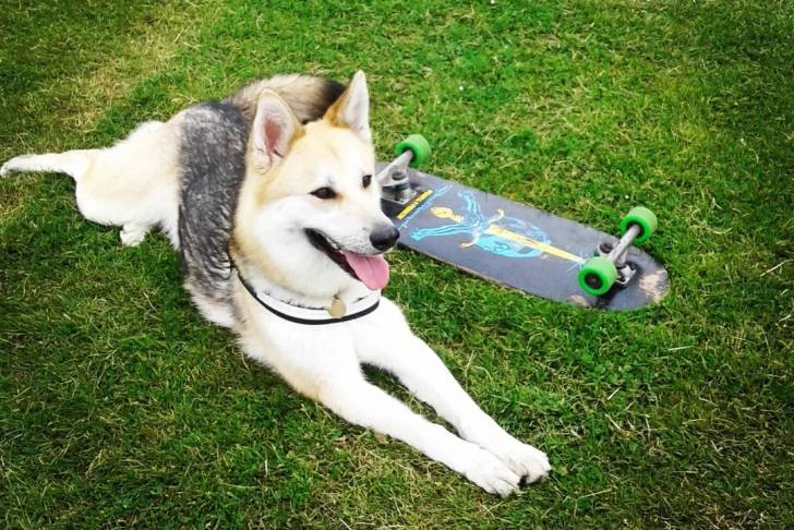 Un Shepsky tirant la langue et portant un collier autour du cou