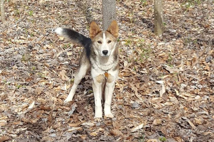 Un Shepsky sur un sol jonchés de feuilles mortes et qui est tenu en laisse 