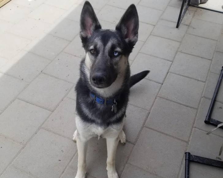 Un Shepsky assis sur un sol pavé et portant un collier autour du cou