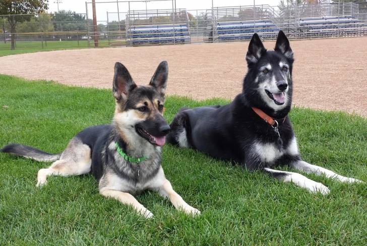 Deux Shepsky allongé sur une surface gazonnée et portant tous deux un collier autour du cou