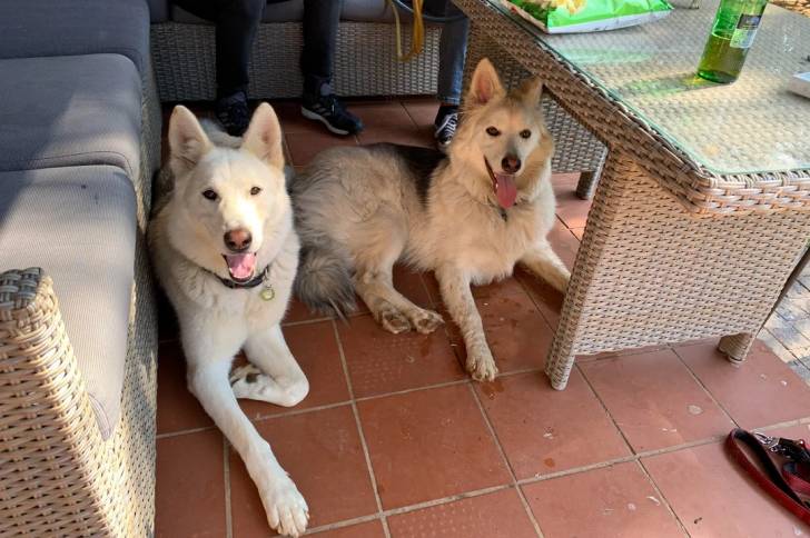 Deux Shepsky allongé sur un sol pavé et portant tous deux un collier autour du cou