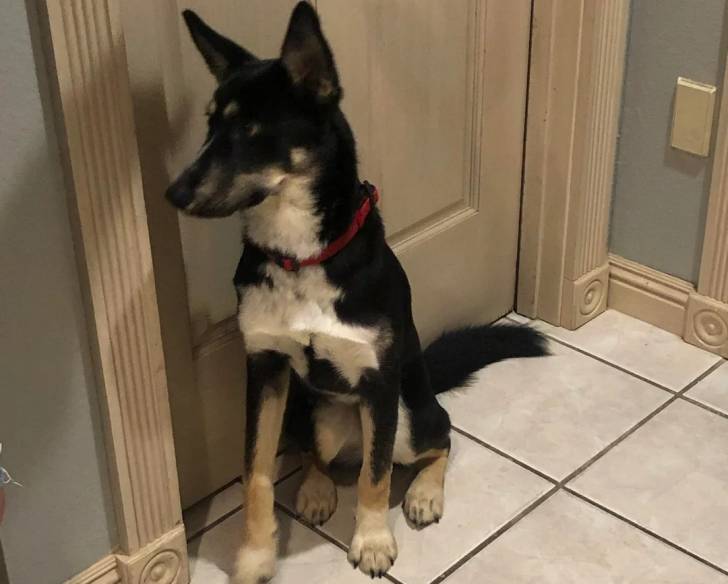 Un Shepsky assis sur un sol carrelé et portant un collier autour du cou