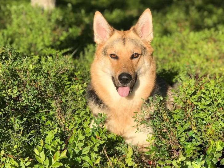 Un Shepsky regardant vers la caméra et tirant la langue