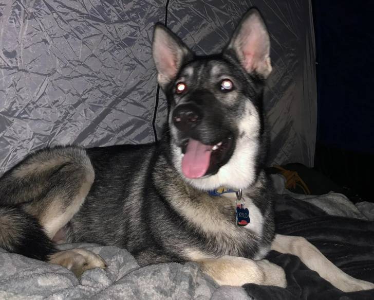 Un Shepsky tirant la langue et portant un collier autour du cou