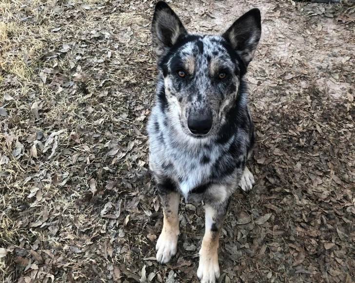 Un Shepsky assis sur un sol jonchés de feuilles mortes et regardant vers la caméra 