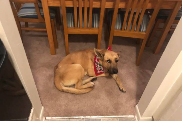 Un Shepsky allongé sur une moquette et portant un foulard 