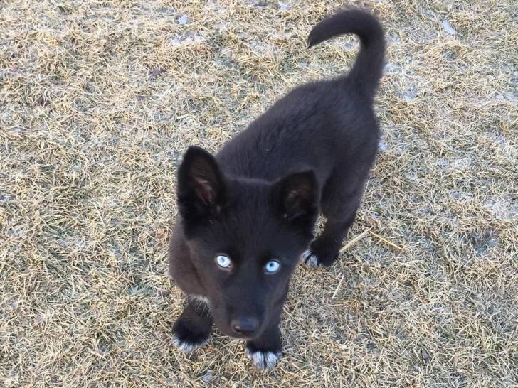 Un Shepsky sur une surface herbacée et regardant vers la caméra 