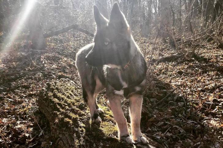 Un Shepsky sur un tronc d'arbre et portant un harnais 