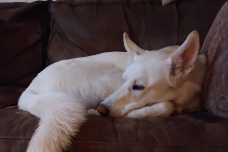 Un Shepsky allongé sur un canapé et semblant  détendu