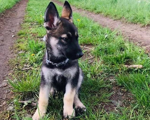 Un Shepsky assis sur une surface herbacée et portant un collier autour du cou