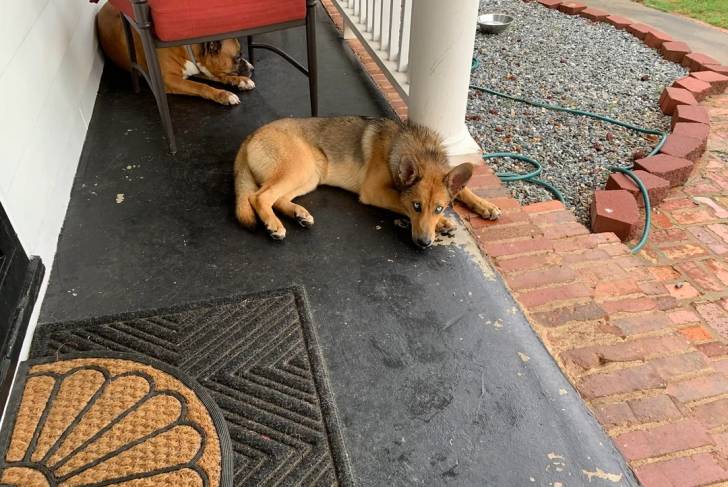 Un Shepsky allongé sur une terasse 
