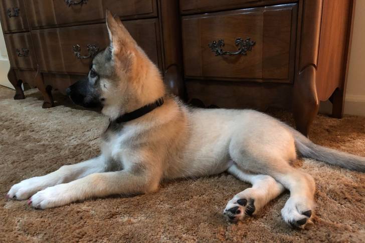Un Shepsky allongé sur une moquette et portant un collier autour du cou