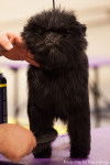 Photo Affenpinscher
