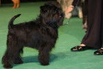 Affenpinscher pendant une exposition canine
