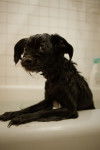 Un Affenpinscher qui prend son bain