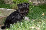 Affenpinscher assis dans l'herbe